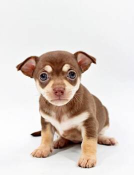 Chihuahua and Mixed Breed Dogs Available for Adoption in Morton Grove, Illinois - Daria | PetCurious