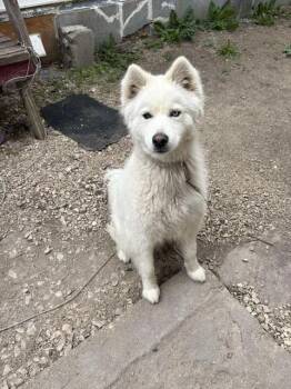 Winter -  Pomsky Dog for Adoption in Winnipeg, Manitoba - Winter | PetCurious