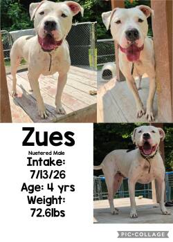 Zues -  American Bulldog Dog for Adoption in Staffordsville, Kentucky - Zues | PetCurious