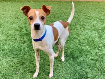 SAVE ME PLEASE Jacko - IDA5554777 -  Parson Russell Terrier Dog for Adoption in San Marcos, California - SAVE ME PLEASE Jacko - IDA5554777 | PetCurious