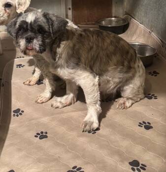 Rescue Shih Tzu Dogs for Adoption in Severance, Colorado - Jenny | PetCurious