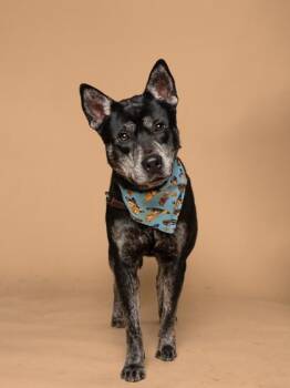 Mixed Breed Dogs Available for Adoption - Dondone | PetCurious