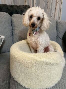 Poodle Dogs Available for Adoption - Sparky | PetCurious