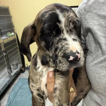 Catahoula Leopard Dog and Pit Bull Terrier Dogs Available for Adoption in Falls Church, Virginia - Spotty Dotty Pup: Glinda | PetCurious