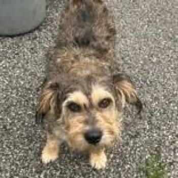 Nana -  Miniature Schnauzer Dog for Adoption in Hilliard, Ohio - Nana | PetCurious