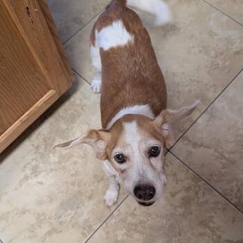 Fiona -  Beagle Dog for Adoption in Austin, Texas - Fiona | PetCurious