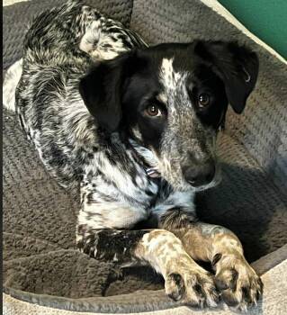 Retriever and Great Pyrenees Dogs Available for Adoption - Harper Lee | PetCurious