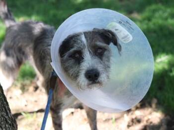 Rescue Mixed Breed Dogs for Adoption in Walla Walla, Washington - Aldo | PetCurious