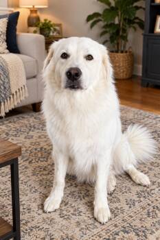 Bell -  Great Pyrenees Dog for Adoption in Orange, California - Bell | PetCurious