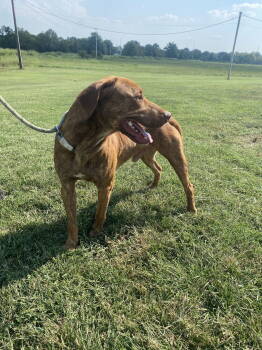 Rescue Labrador Retriever and Australian Cattle Dog Blue Heeler Dogs for Adoption in Pryor, Oklahoma - Sheamus | PetCurious