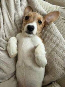 Terrier Dogs Available for Adoption - Eric | PetCurious