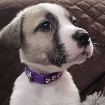 American Bulldog and Anatolian Shepherd Dogs Available for Adoption - CeCe | PetCurious