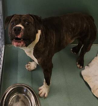 Rescue Pit Bull Terrier Dogs for Adoption in Roanoke, Virginia - Bug Eyed Frank | PetCurious