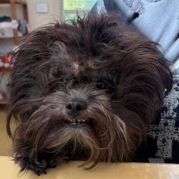 71127 -  Mixed Breed Dog Available for Adoption in Harrisonburg, Virginia - 71127 | PetCurious