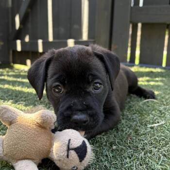 Labrador Retriever Dogs Available for Adoption in Brantford, Ontario - Ryland | PetCurious