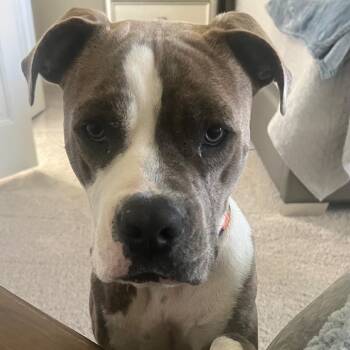 Rocky -  Pit Bull Terrier and Boxer Dog for Adoption in Dallas, Texas - Rocky | PetCurious