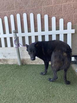 German Shepherd Dog Dogs Available for Adoption in Modesto, California - A609094 | PetCurious