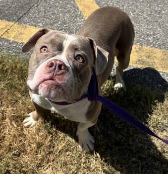 Rescue Mixed Breed Dogs for Adoption in Palmetto, Florida - FRANNY | PetCurious