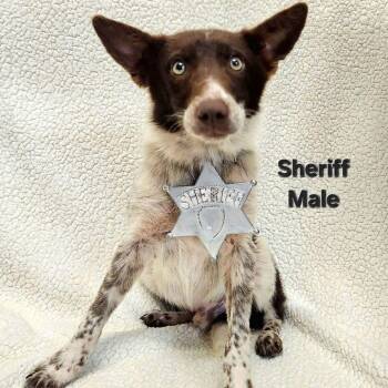 Sheriff -  Border Collie Dog for Adoption in Rockville, Maryland - Sheriff | PetCurious