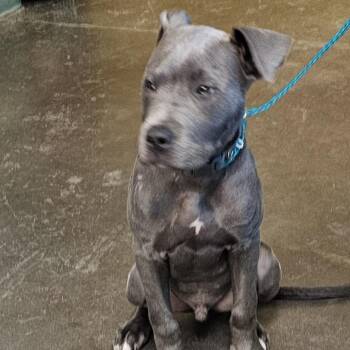 Greyson -  Pit Bull Terrier Dog for Adoption in Norman, Oklahoma - Greyson | PetCurious