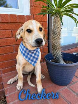 Checkers -  Labrador Retriever Dog for Adoption in Zimmerman, Minnesota - Checkers | PetCurious