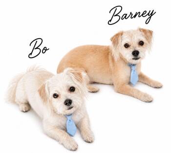 Maltese and Shih Tzu Dogs Available for Adoption in Sylvania, Georgia - Barney | PetCurious