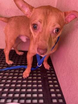 ROSCOE -  Chihuahua Dog for Adoption in Killeen, Texas - ROSCOE | PetCurious