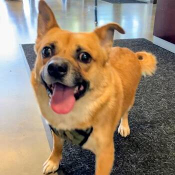 Mixed Breed Dogs Available for Adoption in Dekalb, Illinois - Otis | PetCurious