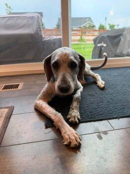 Jinkins -  Wirehaired Pointing Griffon and Poodle Dog for Adoption in Colorado Springs, Colorado - Jinkins | PetCurious