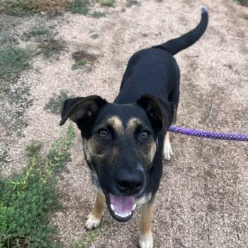 Samara -  German Shepherd Dog and Mixed Breed Dog for Adoption in Beaumont, Texas - Samara | PetCurious