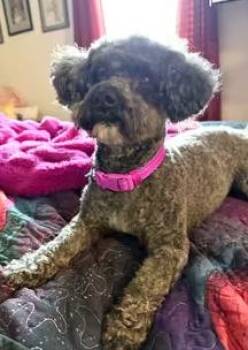 Beverly Cleary -  Miniature Poodle Dog for Adoption in Garland, Texas - Beverly Cleary | PetCurious