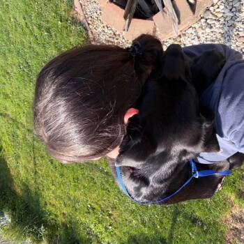 Sour Patch -  Great Dane and Mixed Breed Dog for Adoption in Avon, Ohio - Sour Patch | PetCurious