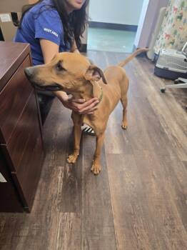 Rhodesian Ridgeback and Doberman Pinscher Dogs Available for Adoption in Albuquerque, New Mexico - Jada | PetCurious