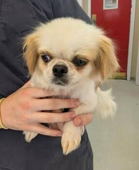 Avery -  Pekingese Dog for Adoption in Hopkinton, Massachusetts - Avery | PetCurious
