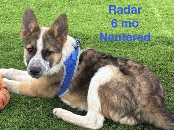 Shepherd Dogs Available for Adoption - Radar | PetCurious