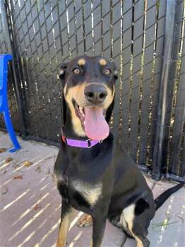 Rescue Doberman Pinscher Dogs for Adoption in Elk Grove, California - Rimini | PetCurious