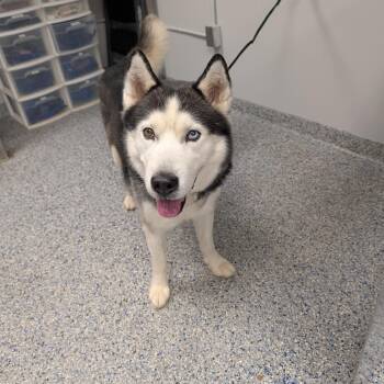 Koda -  Mixed Breed and Husky Dog for Adoption in Greenville, South Carolina - Koda | PetCurious