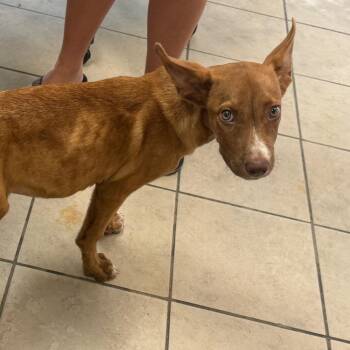 09/15/2026-Stray-LindsayDrive -  Mixed Breed Dog for Adoption in Columbus, Georgia - 09/15/2026-Stray-LindsayDrive | PetCurious