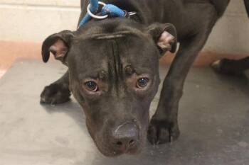 LUCKY -  Mixed Breed Dog for Adoption in Columbia, South Carolina - LUCKY | PetCurious