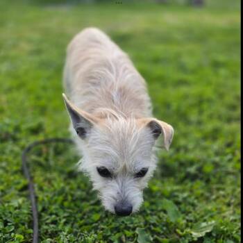 Chihuahua Dogs Available for Adoption in Quakertown, Pennsylvania - Chip | PetCurious