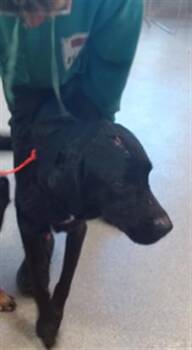 Rescue Labrador Retriever and Mixed Breed Dogs for Adoption in Louisville, Kentucky - JUDE REDFIELD | PetCurious