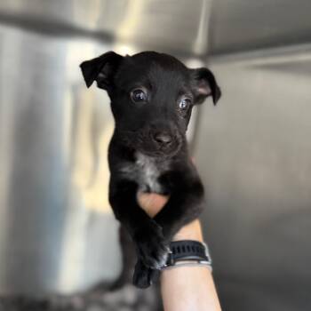 Pogo -  Mixed Breed Dog for Adoption in Flagstaff, Arizona - Pogo | PetCurious