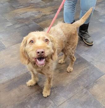 Benny -  Labradoodle Dog for Adoption in Lisbon, Ohio - Benny | PetCurious
