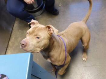 GOOBER -  Pit Bull Terrier and Mixed Breed Dog for Adoption in Tulsa, Oklahoma - GOOBER | PetCurious