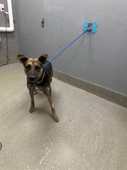 Rescue German Shepherd Dog and Mixed Breed Dogs for Adoption in Las Vegas, Nevada - BRENDA | PetCurious