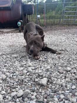 Cyan -  Pit Bull Terrier Dog for Adoption in Burgaw, North Carolina - Cyan | PetCurious