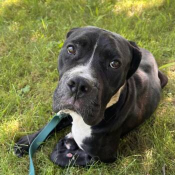 Selene -  Mixed Breed Dog for Adoption in Fairport, New York - Selene | PetCurious