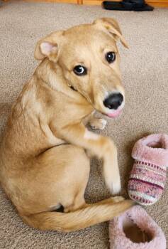 Leo -  Golden Retriever Dog for Adoption in Grand Rapids, Michigan - Leo | PetCurious