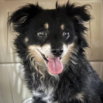 Tyler -  Terrier and Pomeranian Dog for Adoption in Venice, Florida - Tyler | PetCurious