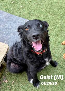 Geist -  Border Collie and Labrador Retriever Dog for Adoption in Seymour, Indiana - Geist | PetCurious